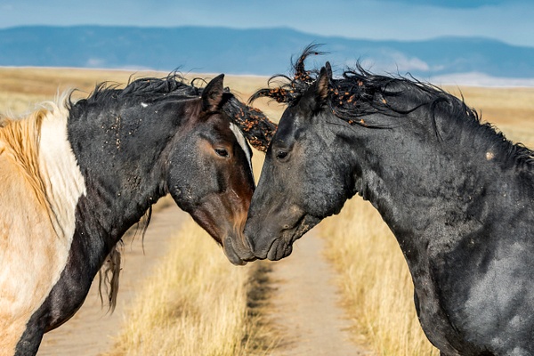 Affectionate Wild Mustangs - John Roberts - Clicking With Nature®