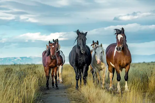 Group of Wild Mustangs by John Roberts