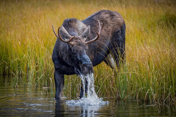 Young Moose Drinking - John Roberts - Clicking With Nature®