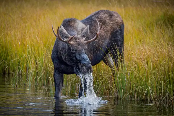 Young Moose Drinking by John Roberts