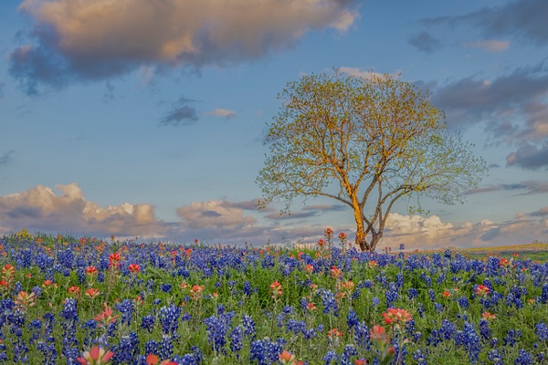 Tree on Bluebonnet Hill - John Roberts - Clicking With Nature®