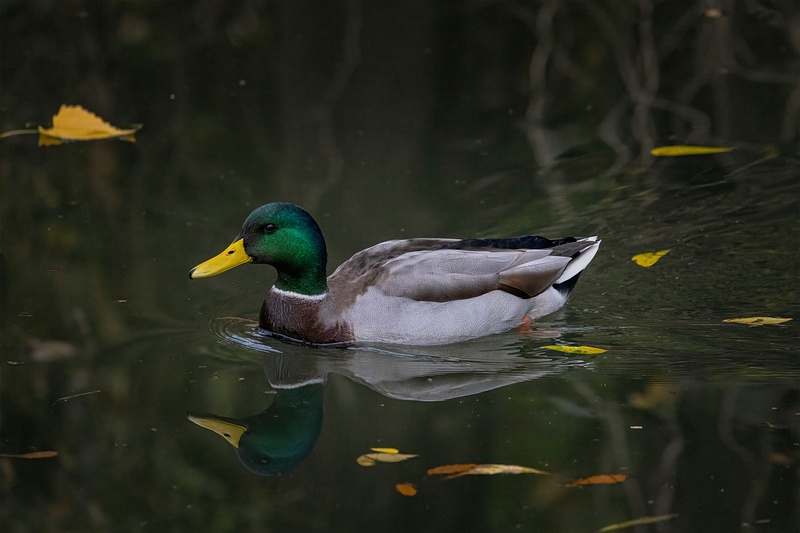 Mallard Duck in Autumn