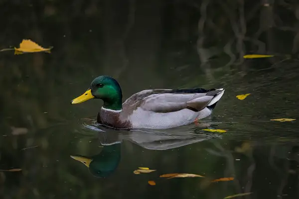Mallard Duck in Autumn by John Roberts