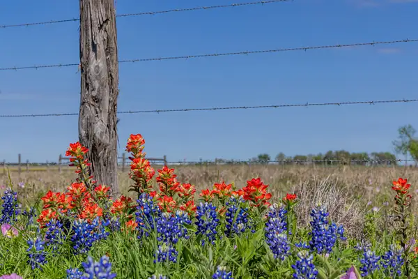 Blues & Reds with Fence Post_MG_0293 by John Roberts