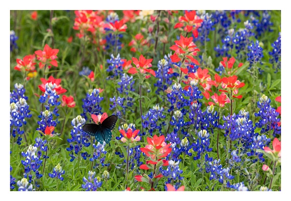 Butterfly &amp; Flowers - John Roberts - Clicking With Nature®