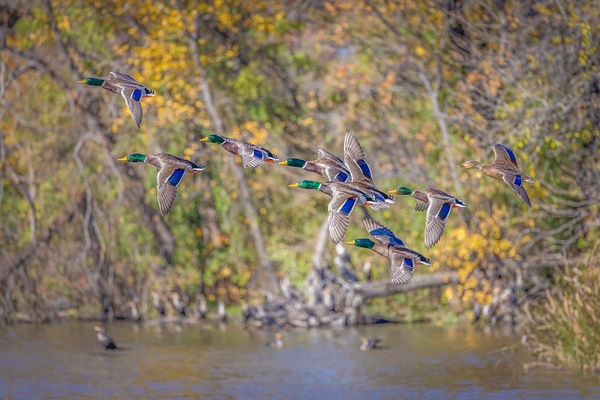 Mallard Fly-By - John Roberts - Clicking With Nature® 
