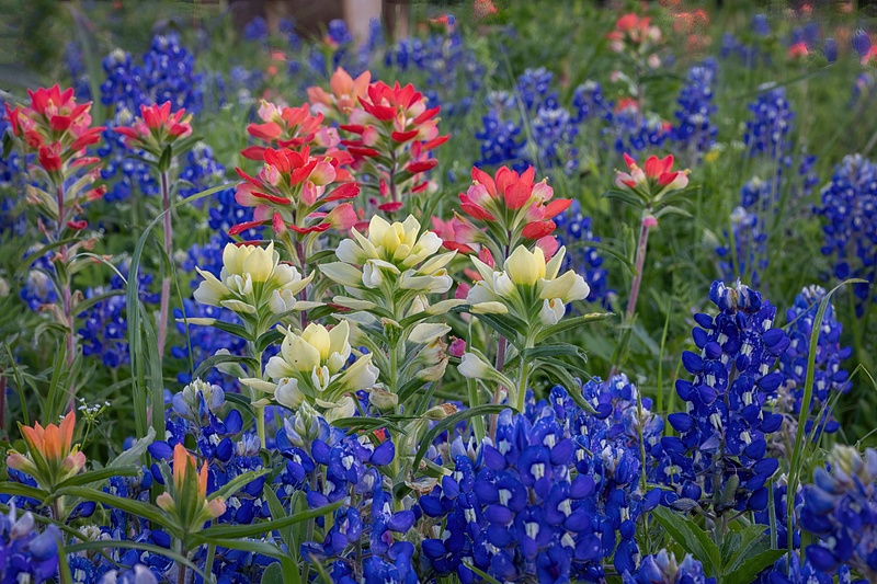 Red White & Blue wildflowers