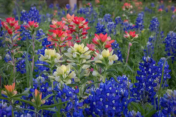 Red White & Blue wildflowers by John Roberts