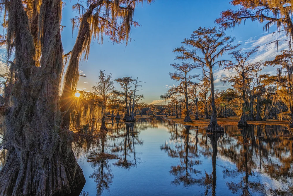 Swampy Sunburst