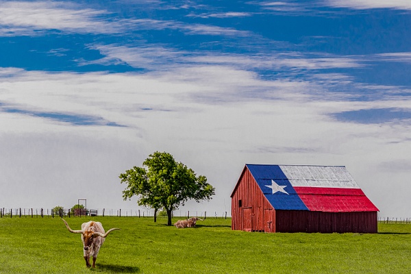 Texas Barn and Longhorns Composite - John Roberts - Clicking With Nature®