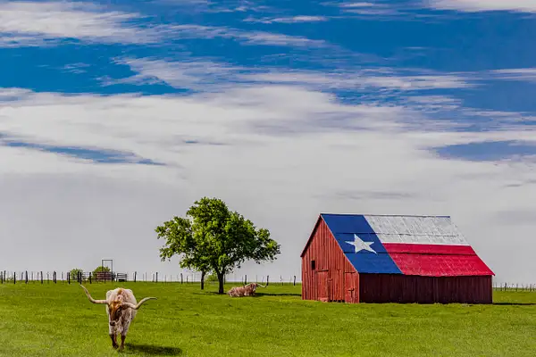 Texas Barn and Longhorns Composite by John Roberts