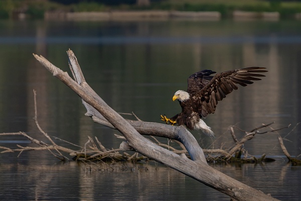 The Eagle Has Landed - John Roberts - Clicking With Nature®
