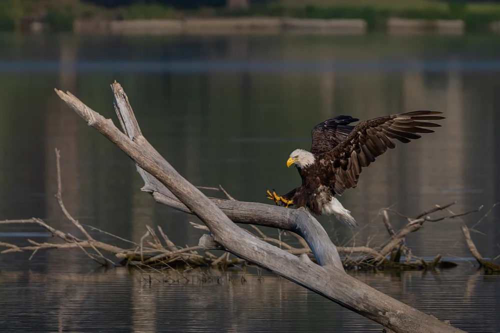 The Eagle Has Landed