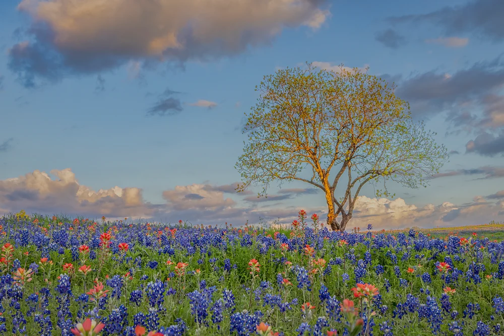Tree on Bluebonnet Hill