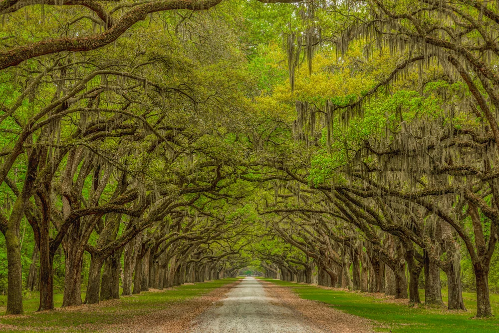 Wormsloe Plantation Entrance