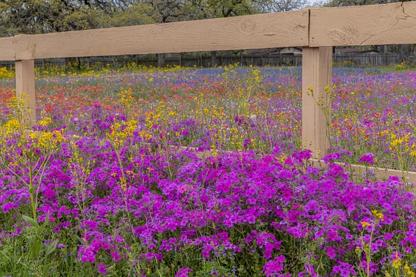 Wildflowers and Fence - John Roberts - Clicking With Nature®
