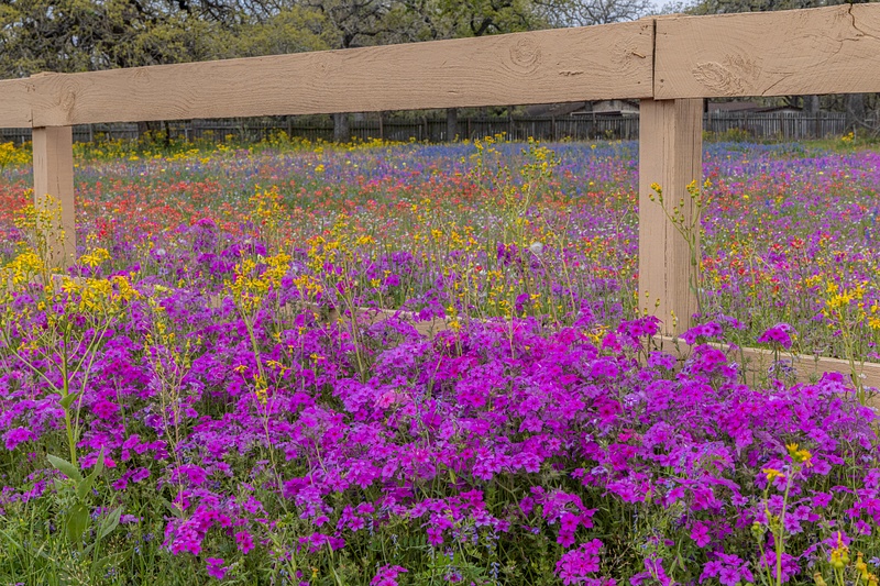 Wildflowers and Fence