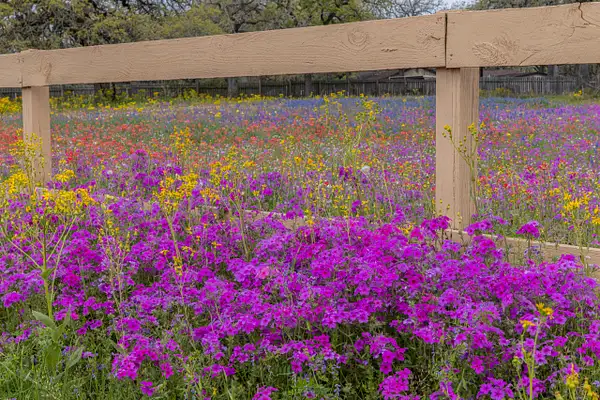 Wildflowers and Fence by John Roberts