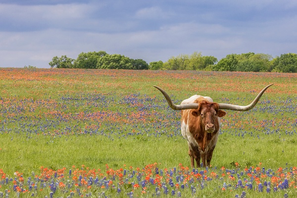 Longhorn in a field - John Roberts - Clicking With Nature®