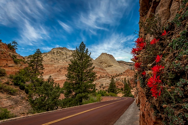 Road to Zion - John Roberts - Clicking With Nature® 