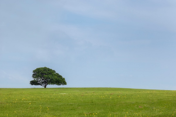 Lone Tree on a Hill - John Roberts - Clicking With Nature®