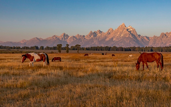 Teton Horses - John Roberts - Clicking With Nature® 