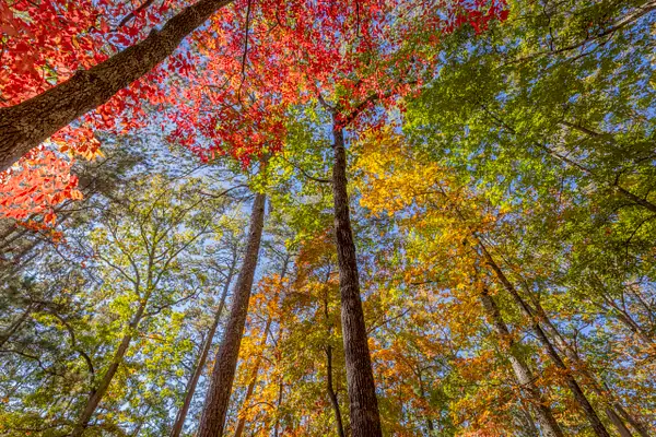 Forest of Many Colors by John Roberts