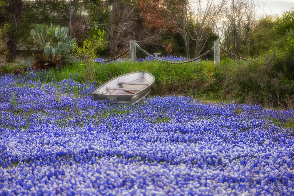 Bluebonnet Boat
