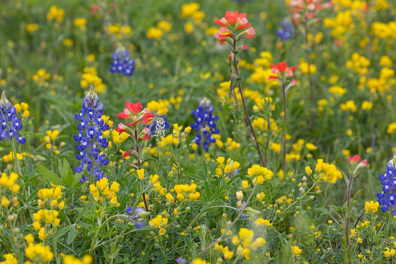 2024 Texas Wildflowers