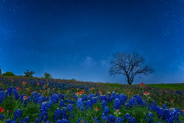Bluebonnet Starry Night by John Roberts
