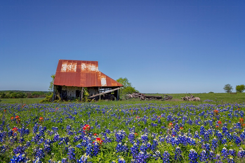 Old Building and Bluebonnets_Brenham