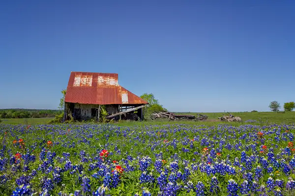 Old Building and Bluebonnets_Brenham by John Roberts