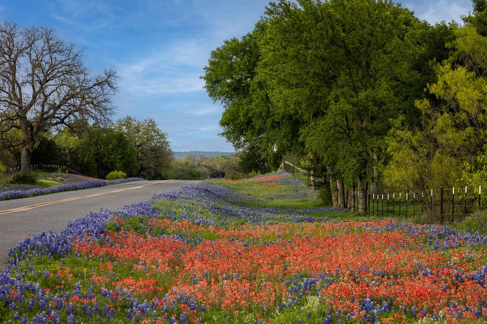 Beautiful Wildflower Road