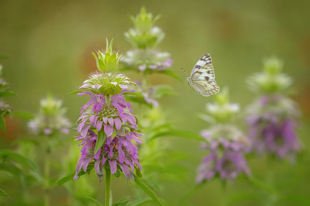 Butterfly and Horsemint