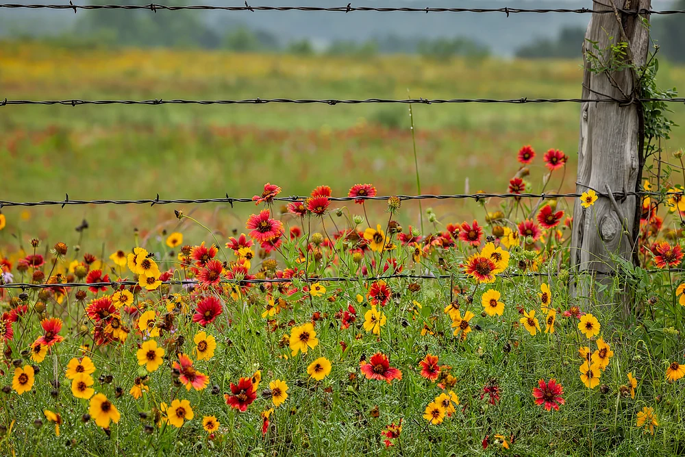 Wildflowers after the Rain