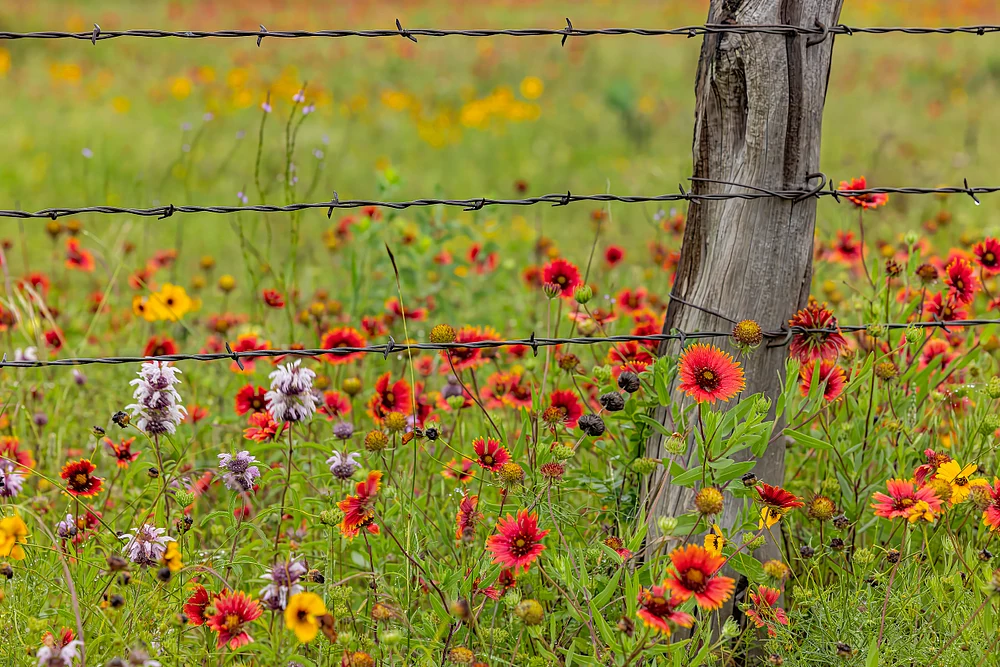 Wildflowers after the Rain