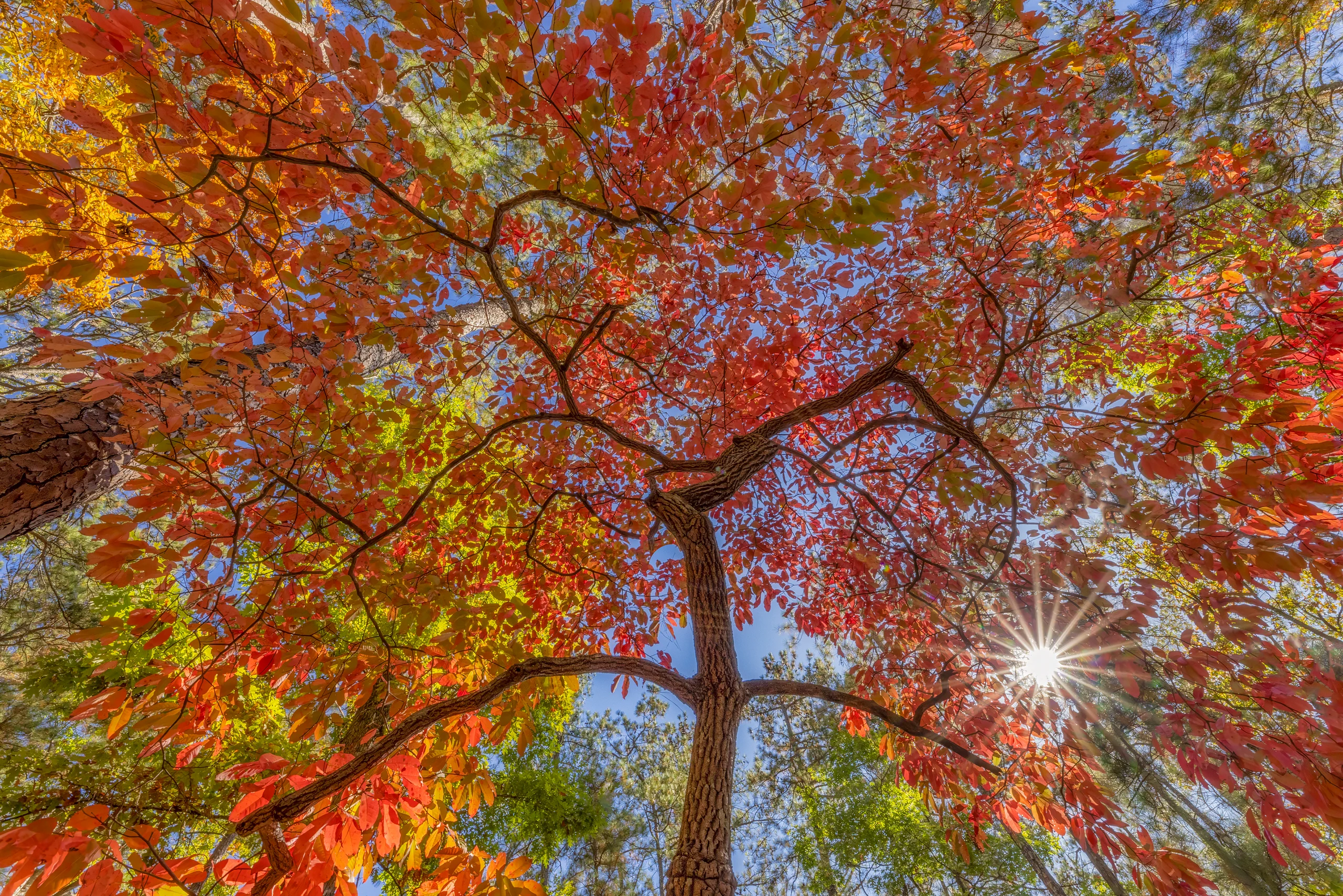 Black GumTree in the Fall