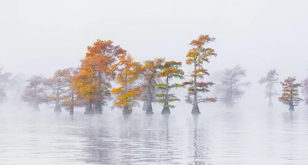 Caddo Foggy Morning_R52_1656