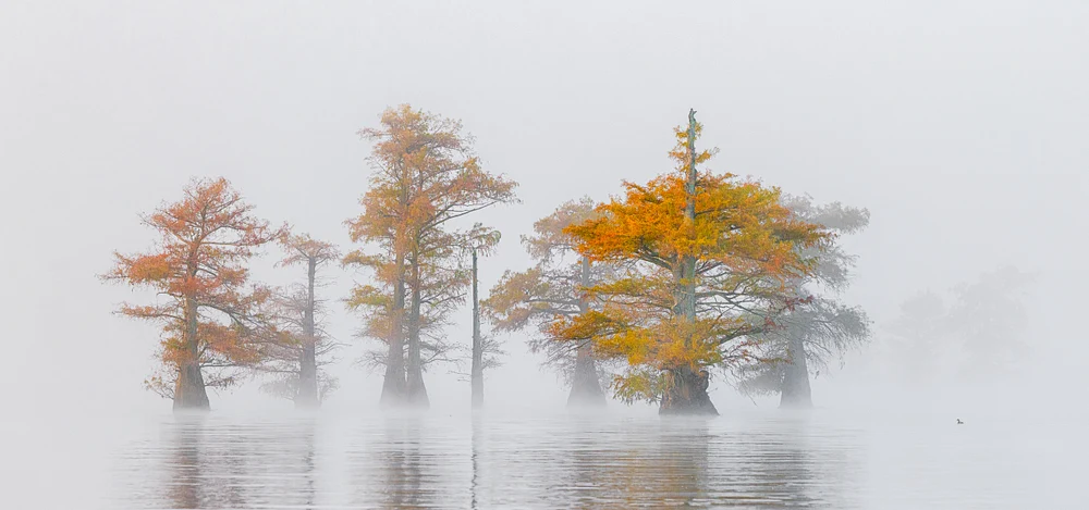 Caddo Foggy Morning_R52_1221