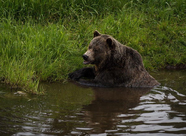 Grizzly in a Pond - McKinlayPhoto 