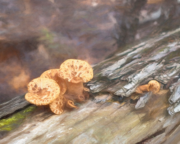 Mushrooms - McKinlayPhoto 