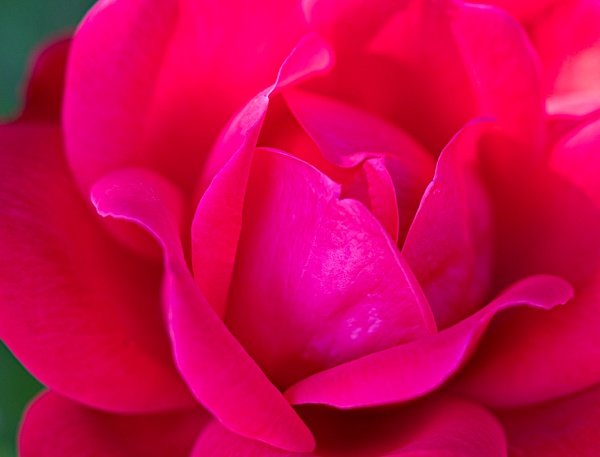 A Rose From My Garden - McKinlayPhoto 