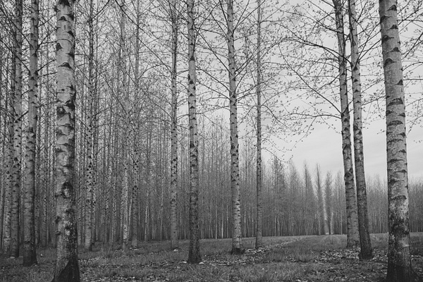 Birch Trees Horizontal - Plants and Trees - McKinlay Photo 