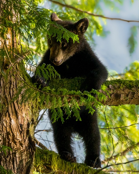 Baby Bear - Wildlife - McKinlay Photos 