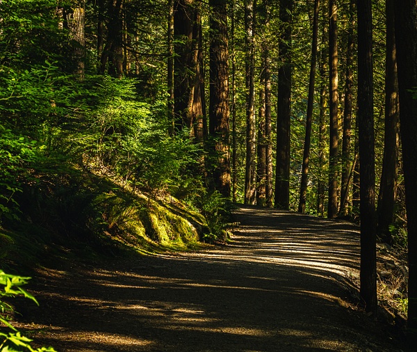Early Morning Path - Plants and Trees - McKinlayPhoto 