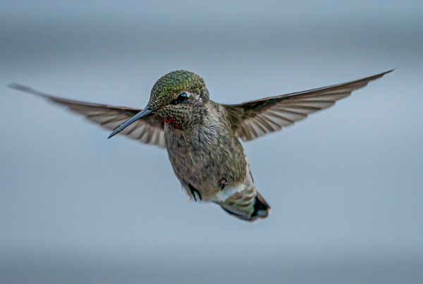 Hummingbird - McKinlayPhoto 