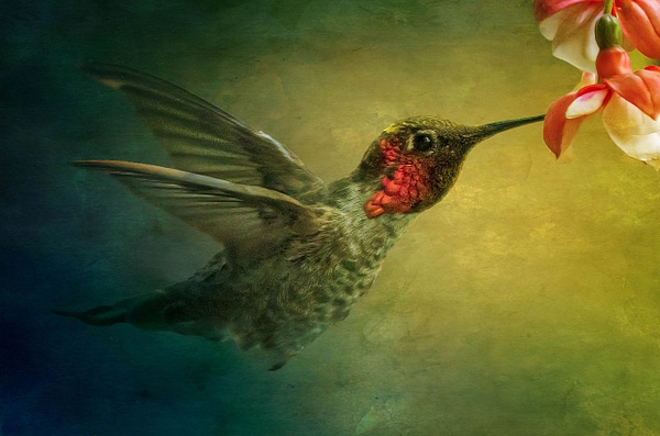 Hummingbird Feeding - McKinlayPhoto 
