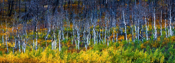 Dead Trees - Landscape - McKinlay Photo