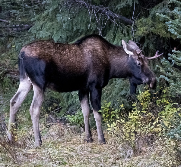Little Moose - Wildlife - McKinlay Photos