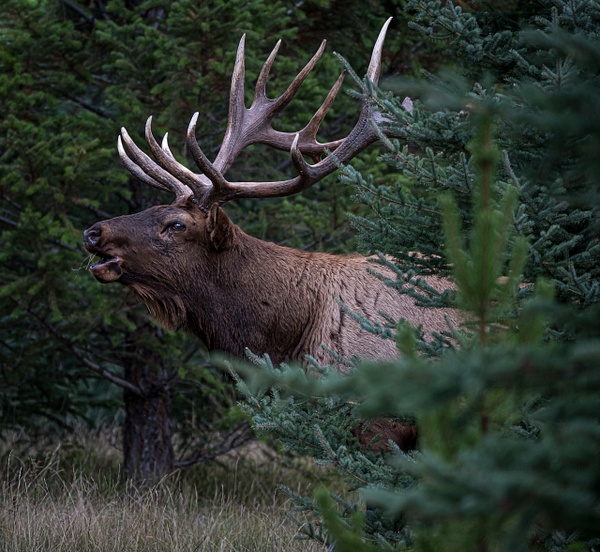 Male Elk - McKinlayPhoto